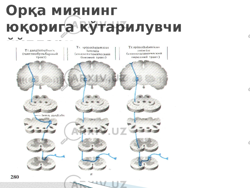 Орқа миянинг юқорига кўтарилувчи йўллари. 