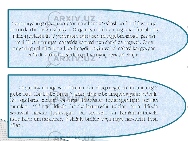 Orqa miyaning devori yo’g’on naychaga o’xshash bo’lib old va orqa tomondan bir oz yassilangan. Orqa miya umurtqa pog’onasi kanalining ichida joylashadi. U yuqoridan uzunchoq miyaga birlashadi, pastaki uchi II bel umurqasi sohasida konussimon shakilda tugaydi. Orqa miyaning qalinligi bir xil bo’lmaydi, boyin va bel sohasi kengaygan bo’ladi, chunki u yerdan qo’l va oyoq nervlari chiqadi. Orqa miyani orqa va old tomonidan chuqur egat bo’lib, uni teng 2 ga bo’ladi. Har bir bo’lakda 2 tadan chuqur bo’lmagan egatlar bo’ladi. Bu egatlarda oldingi va orqa ildizchalar joylashganligini ko’rish mumkin. Oldingi ildizda harakatlantiruvchi tolalar, orqa ildizda sezuvchi nervlar joylashgan. Bu sezuvchi va harakatlantiruvchi ildizchalar umurtqalararo teshikda birikib orqa miya nervlarini hosil qiladi. 