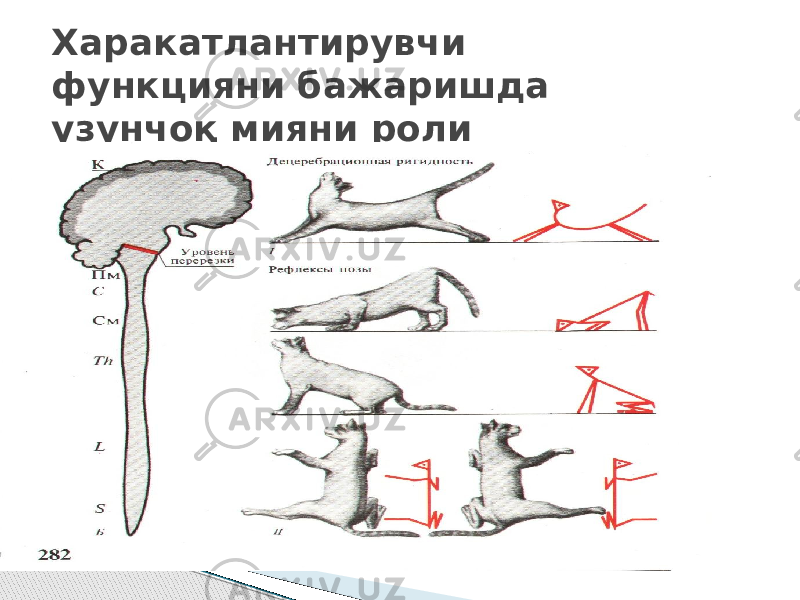 Харакатлантирувчи функцияни бажаришда узунчоқ мияни роли 