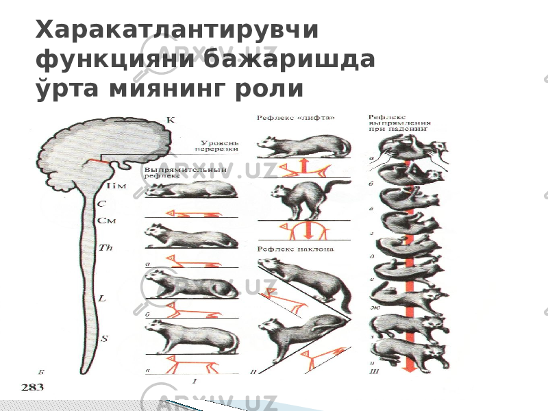 Харакатлантирувчи функцияни бажаришда ўрта миянинг роли 