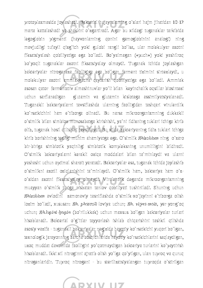 protoplazmasida joylashadi. Bakterial hujayralarning o`zlari hajm jihatidan 10-12 marta kattalashadi va shaklini o`zgartiradi. Agar bu xildagi tuganaklar tarkibida legoglobin pigmenti (hayvonlarning qonini gemoglobinini analogi) ning mavjudligi tufayli qizg`ich yoki gulobi rangli bo`lsa, ular molekulyar azotni fiksatsiyalash qobiliyatiga ega bo`ladi. Bo`yalmagan («puch») yoki yashilroq bo`yoqli tuganaklar azotni fiksatsiyalay olmaydi. Tuganak ichida joylashgan bakteriyalar nitrogenaza faolligiga ega bo`lgan ferment tizimini sintezlaydi, u molekulyar azotni ammiakgacha qaytarish qobiliyatiga ega bo`ladi. Ammiak asosan qator fermentativ almashinuvlar yo`li bilan keyinchalik oqsillar biosintezi uchun sarflanadigan glutamin va glutamin kislotaga assimilyatsiyalanadi. Tuganakli bakteriyalarni tavsiflashda ularning faolligidan tashqari virulentlik ko`rsatkichini ham e`tiborga olinadi. Bu narsa mikroorganizmning dukkakli o`simlik bilan simbioz munosabatga kirishishi, ya`ni ildizning tuklari ichiga kirib olib, tuganak hosil qilishini tavsiflaydi. Bu xilda bakteriyaning ildiz tuklari ichiga kirib borishining tezligi muhim ahamiyatga ega. O`simlik Rhizobium ning o`zaro bir-biriga simbiotik yaqinligi simbiotik kompleksning unumliligini bildiradi. O`simlik bakteriyalarni kerakli oziqa moddalari bilan ta`minlaydi va ularni yashashi uchun optimal sharoit yaratadi. Bakteriyalar esa, tuganak ichida joylashib o`simlikni azotli oziqlanishini ta`minlaydi. O`simlik ham, bakteriya ham o`z- o`zidan azotni fiksatsiyalay olmaydi. Virulentlik deganda mikroorganizmning muayyan o`simlik turiga nisbatan tanlov qobiliyati tushiniladi. Shuning uchun Rhizobium avlodini zamonaviy tasniflashda o`simlik-xo`jayinni e`tiborga olish lozim bo`ladi, xususan: Rh. phaseoli -loviya uchun; Rh. vigna-mais , yer-yong`oq uchun; Rh.lupini-lyupin (bo`rilukkak) uchun maxsus bo`lgan bakteriyalar turlari hisoblanadi. Bakterial o`g`itlar tayyorlash ishlab chiqarishini tashkil qilishda asosiy vazifa - tuganakli bakteriyalar negizida hayotiy ko`rsatkichi yuqori bo`lgan, texnologik jarayonning barcha bosqichlarida hayotiy ko`rsatkichlarini saqlaydigan, uzoq muddat davomida faolligini yo`qotmaydigan bakteriya turlarini ko`paytirish hisoblanadi. Ikki xil nitraginni ajratib olish yo`lga qo`yilgan, ular: tuproq va quruq nitragenlaridir. Tuproq nitrogeni - bu sterilizatsiyalangan tuproqda o`stirilgan 