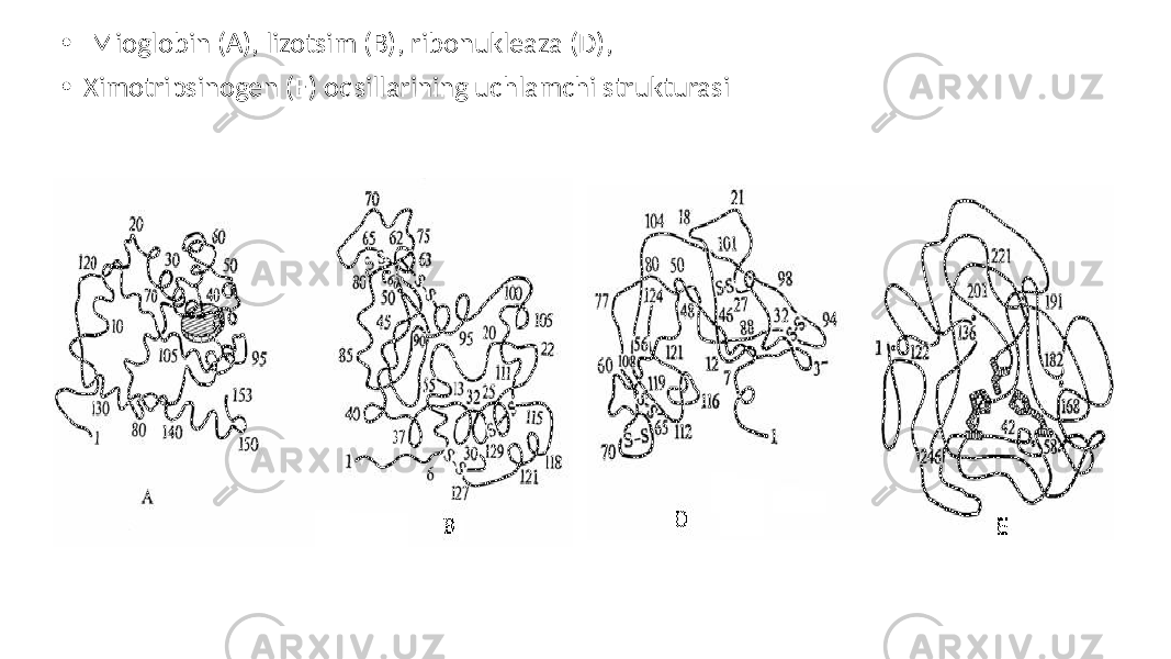• Mioglobin (A), lizotsim (B), ribonukleaza (D), • Ximotripsinogen (E) oqsillarining uchlamchi strukturasi 