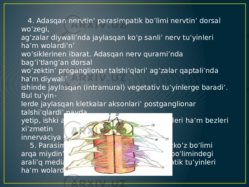  4. Adasqan nervtin’ parasimpatik bo’limi nervtin’ dorsal wo’zegi, ag’zalar diywali’nda jaylasqan ko’p sanli’ nerv tu’yinleri ha’m wolardi’n’ wo’siklerinen ibarat. Adasqan nerv qurami’nda bag’i’tlang’an dorsal wo’zektin’ preganglionar talshi’qlari’ ag’zalar qaptali’nda ha’m diywali’ ishinde jaylasqan (intramural) vegetativ tu’yinlerge baradi’. Bul tu’yin- lerde jaylasqan kletkalar aksonlari’ postganglionar talshi’qlardi’ payda yetip, ishki ag’zalardi’n’ silekey bulshi’q yetleri ha’m bezleri xi’zmetin innervaciya yetedi. 5. Parasimpatik nerv sistemasi’ni’n’ segizko’z bo’limi arqa miydin’ II — IV segizko’z segmentleri bo’limindegi arali’q medial wo’zekler, shanaq parasimpatik tu’yinleri ha’m wolardi’n’ wo’siklerinen ibarat. 