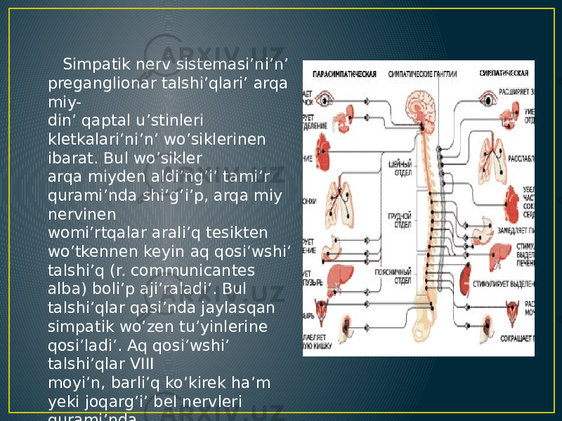  Simpatik nerv sistemasi’ni’n’ preganglionar talshi’qlari’ arqa miy- din’ qaptal u’stinleri kletkalari’ni’n’ wo’siklerinen ibarat. Bul wo’sikler arqa miyden aldi’ng’i’ tami’r qurami’nda shi’g’i’p, arqa miy nervinen womi’rtqalar arali’q tesikten wo’tkennen keyin aq qosi’wshi’ talshi’q (r. communicantes alba) boli’p aji’raladi’. Bul talshi’qlar qasi’nda jaylasqan simpatik wo’zen tu’yinlerine qosi’ladi’. Aq qosi’wshi’ talshi’qlar VIII moyi’n, barli’q ko’kirek ha’m yeki joqarg’i’ bel nervleri qurami’nda boladi’. 