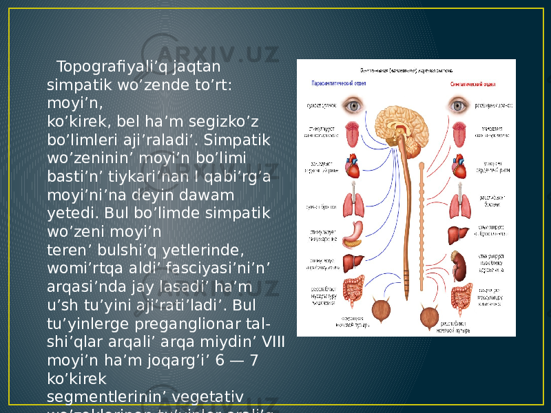  Topografiyali’q jaqtan simpatik wo’zende to’rt: moyi’n, ko’kirek, bel ha’m segizko’z bo’limleri aji’raladi’. Simpatik wo’zeninin’ moyi’n bo’limi basti’n’ tiykari’nan I qabi’rg’a moyi’ni’na deyin dawam yetedi. Bul bo’limde simpatik wo’zeni moyi’n teren’ bulshi’q yetlerinde, womi’rtqa aldi’ fasciyasi’ni’n’ arqasi’nda jay lasadi’ ha’m u’sh tu’yini aji’rati’ladi’. Bul tu’yinlerge preganglionar tal- shi’qlar arqali’ arqa miydin’ VIII moyi’n ha’m joqarg’i’ 6 — 7 ko’kirek segmentlerinin’ vegetativ wo’zeklerinen tu’yinler arali’q talshi’qlar arqali’ keledi. 