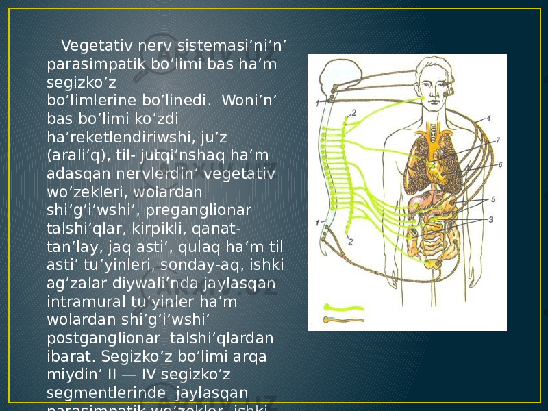  Vegetativ nerv sistemasi’ni’n’ parasimpatik bo’limi bas ha’m segizko’z bo’limlerine bo’linedi. Woni’n’ bas bo’limi ko’zdi ha’reketlendiriwshi, ju’z (arali’q), til- jutqi’nshaq ha’m adasqan nervlerdin’ vegetativ wo’zekleri, wolardan shi’g’i’wshi’, preganglionar talshi’qlar, kirpikli, qanat- tan’lay, jaq asti’, qulaq ha’m til asti’ tu’yinleri, sonday-aq, ishki ag’zalar diywali’nda jaylasqan intramural tu’yinler ha’m wolardan shi’g’i’wshi’ postganglionar talshi’qlardan ibarat. Segizko’z bo’limi arqa miydin’ II — IV segizko’z segmentlerinde jaylasqan parasimpatik wo’zekler, ishki ag’zalar shanaq nervleri ha’m tu’yinlerinen ibarat. 