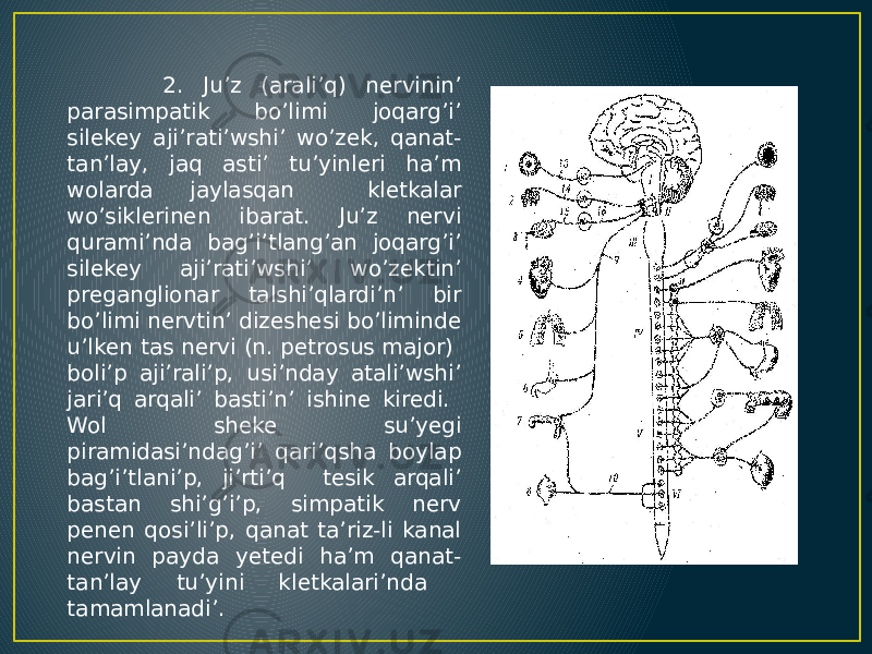  2. Ju’z (arali’q) nervinin’ parasimpatik bo’limi joqarg’i’ silekey aji’rati’wshi’ wo’zek, qanat- tan’lay, jaq asti’ tu’yinleri ha’m wolarda jaylasqan kletkalar wo’siklerinen ibarat. Ju’z nervi qurami’nda bag’i’tlang’an joqarg’i’ silekey aji’rati’wshi’ wo’zektin’ preganglionar talshi’qlardi’n’ bir bo’limi nervtin’ dizeshesi bo’liminde u’lken tas nervi (n. petrosus major) boli’p aji’rali’p, usi’nday atali’wshi’ jari’q arqali’ basti’n’ ishine kiredi. Wol sheke su’yegi piramidasi’ndag’i’ qari’qsha boylap bag’i’tlani’p, ji’rti’q tesik arqali’ bastan shi’g’i’p, simpatik nerv penen qosi’li’p, qanat ta’riz-li kanal nervin payda yetedi ha’m qanat- tan’lay tu’yini kletkalari’nda tamamlanadi’. 