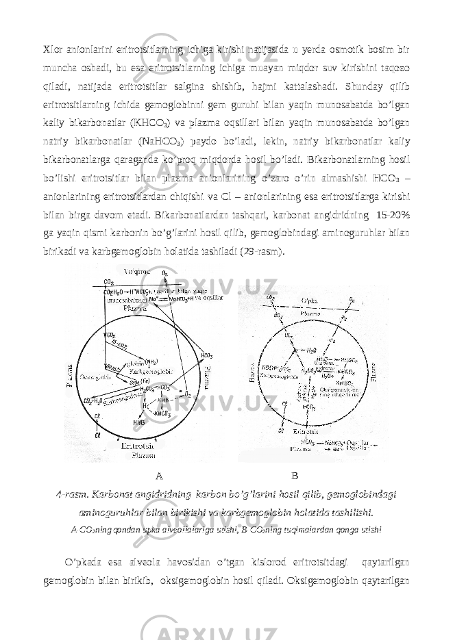 Xlor anionlarini eritrotsitlarning ichiga kirishi natijasida u yerda osmotik bosim bir muncha oshadi, bu esa eritrotsitlarning ichiga muayan miqdor suv kirishini taqozo qiladi, natijada eritrotsitlar salgina shishib, hajmi kattalashadi. Shunday qilib eritrotsitlarning ichida gemoglobinni gem guruhi bilan yaqin munosabatda bo’lgan kaliy bikarbonatlar (KHCO 3 ) va plazma oqsillari bilan yaqin munosabatda bo’lgan natriy bikarbonatlar (NaHCO 3 ) paydo bo’ladi, lekin, natriy bikarbonatlar kaliy bikarbonatlarga qaraganda ko’proq miqdorda hosil bo’ladi. Bikarbonatlarning hosil bo’lishi eritrotsitlar bilan plazma anionlarining o’zaro o’rin almashishi HCO 3 – anionlarining eritrotsitlardan chiqishi va Cl – anionlarining esa eritrotsitlarga kirishi bilan birga davom etadi. Bikarbonatlardan tashqari, karbonat angidridning 15-20% ga yaqin qismi karbonin bo’g’larini hosil qilib, gemoglobindagi aminoguruhlar bilan birikadi va karbgemoglobin holatida tashiladi (29-rasm). A B 4-rasm. Karbonat angidridning karbon bo’g’larini hosil qilib, gemoglobindagi aminoguruhlar bilan birikishi va karbgemoglobin holatida tashilishi. A-CO 2 ning qondan upka alveollalariga utishi, B-CO 2 ning tuqimalardan qonga utishi O’pkada esa alveola havosidan o’tgan kislorod eritrotsitdagi qaytarilgan gemoglobin bilan birikib, oksigemoglobin hosil qiladi. Oksigemoglobin qaytarilgan 