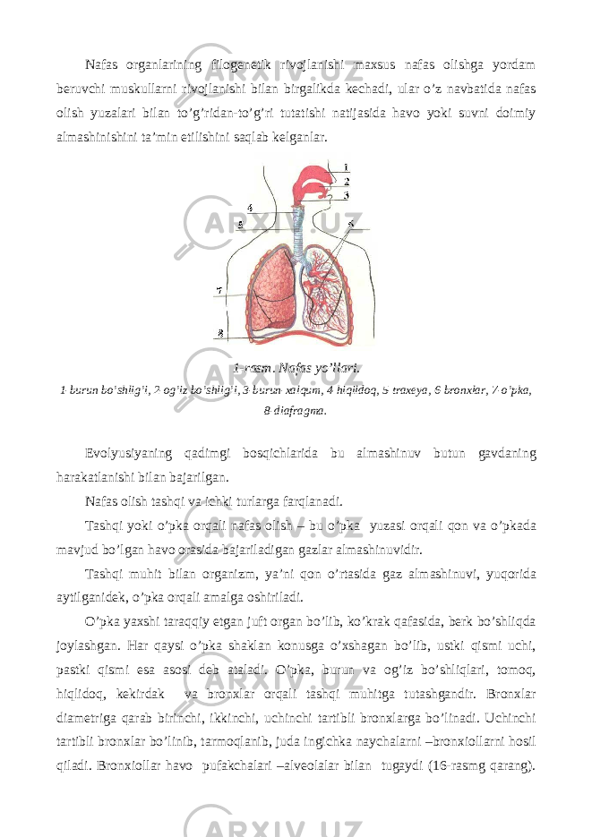 Nafas organlarining filogenetik rivojlanishi maxsus nafas olishga yordam beruvchi muskullarni rivojlanishi bilan birgalikda kechadi, ular o’z navbatida nafas olish yuzalari bilan to’g’ridan-to’g’ri tutatishi natijasida havo yoki suvni doimiy almashinishini ta’min etilishini saqlab kelganlar. 1 - rasm . Nafas yo ’ llari . 1- burun bo ’ shlig ’ i , 2- og ’ iz bo ’ shlig ’ i , 3- burun - xalqum , 4- hiqildoq , 5- traxeya , 6- bronxlar , 7- o ’ pka , 8- diafragma . Evolyusiyaning qadimgi bosqichlarida bu almashinuv butun gavdaning harakatlanishi bilan bajarilgan . Nafas olish tashqi va ichki turlarga farqlanadi . Tashqi yoki o ’ pka orqali nafas olish – bu o ’ pka yuzasi orqali qon va o ’ pkada mavjud bo ’ lgan havo orasida bajariladigan gazlar almashinuvidir . Tashqi muhit bilan organizm , ya ’ ni qon o ’ rtasida gaz almashinuvi , yuqorida aytilganidek , o ’ pka orqali amalga oshiriladi . O ’ pka yaxshi taraqqiy etgan juft organ bo ’ lib , ko ’ krak qafasida , berk bo ’ shliqda joylashgan . Har qaysi o ’ pka shaklan konusga o ’ xshagan bo ’ lib , ustki qismi uchi , pastki qismi esa asosi deb ataladi . O ’ pka , burun va og ’ iz bo ’ shliqlari , tomoq , hiqlidoq , kekirdak va bronxlar orqali tashqi muhitga tutashgandir . Bronxlar diametriga qarab birinchi , ikkinchi , uchinchi tartibli bronxlarga bo ’ linadi . Uchinchi tartibli bronxlar bo ’ linib , tarmoqlanib , juda ingichka naychalarni – bronxiollarni hosil qiladi . Bronxiollar havo pufakchalari – alveolalar bilan tugaydi (16- rasmg qarang ). 