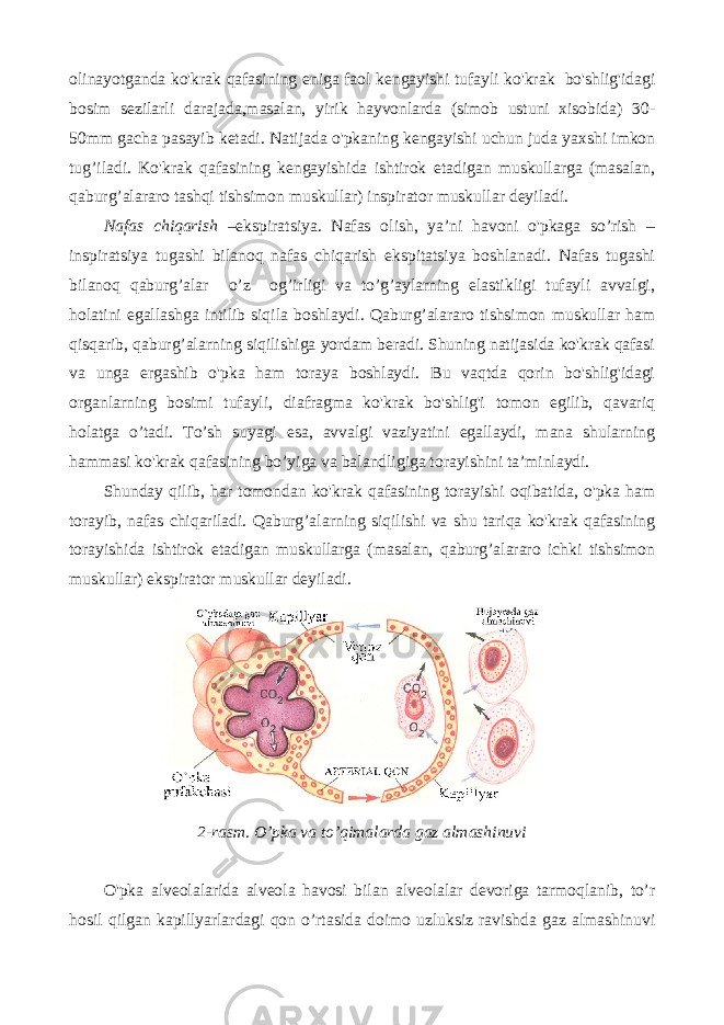 olinayotganda ko&#39;krak qafasining eniga faol kengayishi tufayli ko&#39;krak bo&#39;shlig&#39;idagi bosim sezilarli darajada,masalan, yirik hayvonlarda (simob ustuni xisobida) 30- 50mm gacha pasayib ketadi. Natijada o&#39;pkaning kengayishi uchun juda yaxshi imkon tug’iladi. Ko&#39;krak qafasining kengayishida ishtirok etadigan muskullarga (masalan, qaburg’alararo tashqi tishsimon muskullar) inspirator muskullar deyiladi. Nafas chiqarish –ekspiratsiya. Nafas olish, ya’ni havoni o&#39;pkaga so’rish – inspiratsiya tugashi bilanoq nafas chiqarish ekspitatsiya boshlanadi. Nafas tugashi bilanoq qaburg’alar o’z og’irligi va to’g’aylarning elastikligi tufayli avvalgi, holatini egallashga intilib siqila boshlaydi. Qaburg’alararo tishsimon muskullar ham qisqarib, qaburg’alarning siqilishiga yordam beradi. Shuning natijasida ko&#39;krak qafasi va unga ergashib o&#39;pka ham toraya boshlaydi. Bu vaqtda qorin bo&#39;shlig&#39;idagi organlarning bosimi tufayli, diafragma ko&#39;krak bo&#39;shlig&#39;i tomon egilib, qavariq holatga o’tadi. To’sh suyagi esa, avvalgi vaziyatini egallaydi, mana shularning hammasi ko&#39;krak qafasining bo’yiga va balandligiga torayishini ta’minlaydi. Shunday qilib, har tomondan ko&#39;krak qafasining torayishi oqibatida, o&#39;pka ham torayib, nafas chiqariladi. Qaburg’alarning siqilishi va shu tariqa ko&#39;krak qafasining torayishida ishtirok etadigan muskullarga (masalan, qaburg’alararo ichki tishsimon muskullar) ekspirator muskullar deyiladi. 2-rasm. O’pka va to’qimalarda gaz almashinuvi O&#39;pka alveolalarida alveola havosi bilan alveolalar devoriga tarmoqlanib, to’r hosil qilgan kapillyarlardagi qon o’rtasida doimo uzluksiz ravishda gaz almashinuvi 