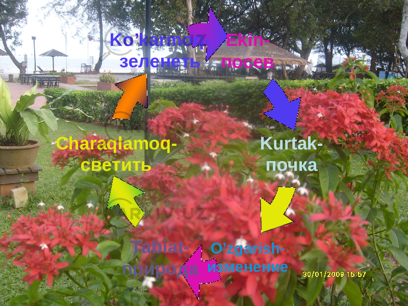 Ekin- посев Charaqlamoq- светить Ko’karmoq- зеленеть Kurtak- почка O’zgarish- изменениеTabiat- природа 
