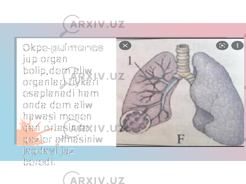 Okpe- pulmones jup organ bolip,dem aliw organlari tiykari esaplanadi ham onda dem aliw hawasi menen qan ortasinda gazler almasiniw jagdayi juz beredi. 