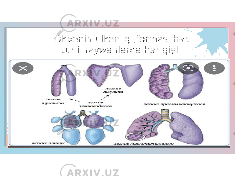 Okpenin ulkenligi,formasi har turli haywanlarda har qiyli. 