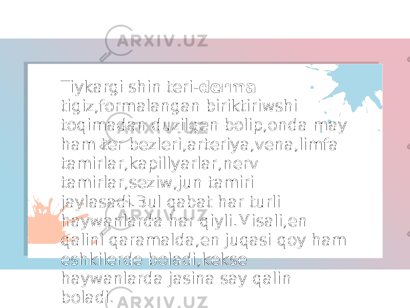 Tiykargi shin teri- derma tigiz,formalangan biriktiriwshi toqimadan duzilgen bolip,onda may ham ter bezleri,arteriya,vena,limfa tamirlar,kapillyarlar,nerv tamirlar,seziw,jun tamiri jaylasadi.Bul qabat har turli haywanlarda har qiyli.Misali,en qalini qaramalda,en juqasi qoy ham eshkilerde boladi,kekse haywanlarda jasina say qalin boladi. 