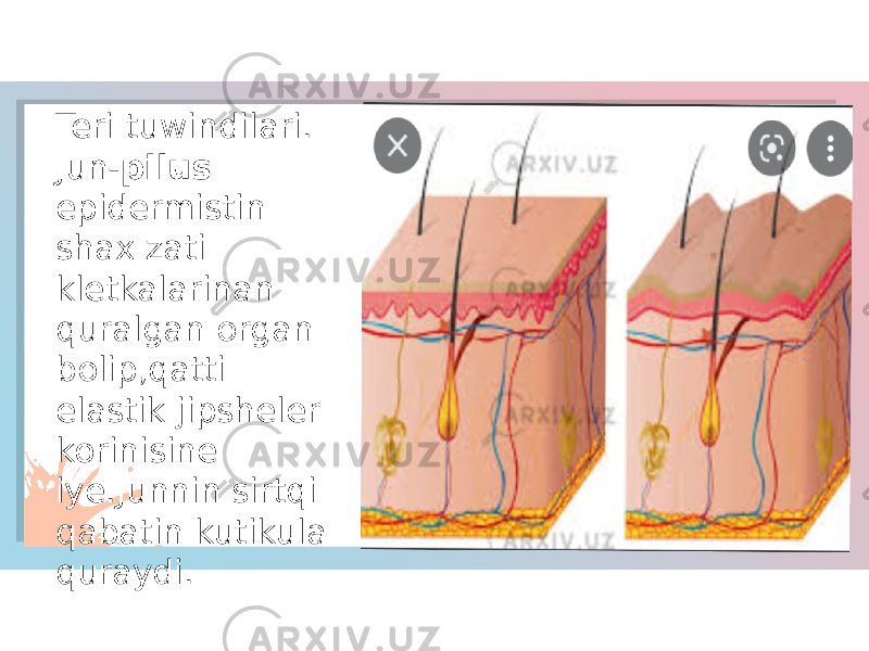 Teri tuwindilari. Jun- pilus epidermistin shax zati kletkalarinan quralgan organ bolip,qatti elastik jipsheler korinisine iye.Junnin sirtqi qabatin kutikula quraydi. 