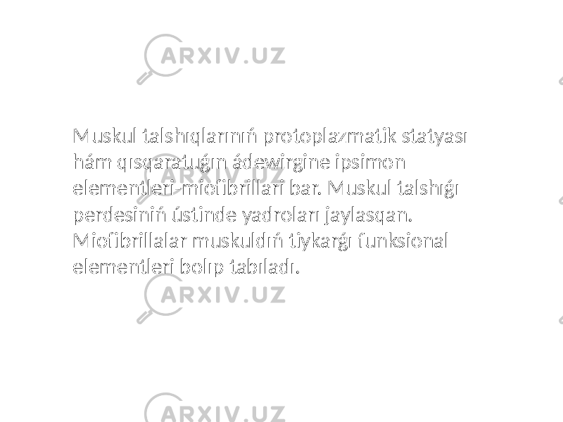 Muskul talshıqlarınıń protoplazmatik statyası hám qısqaratuǵın ádewirgine ipsimon elementleri-miofibrillari bar. Muskul talshıǵı perdesiniń ústinde yadroları jaylasqan. Miofibrillalar muskuldıń tiykarǵı funksional elementleri bolıp tabıladı. 