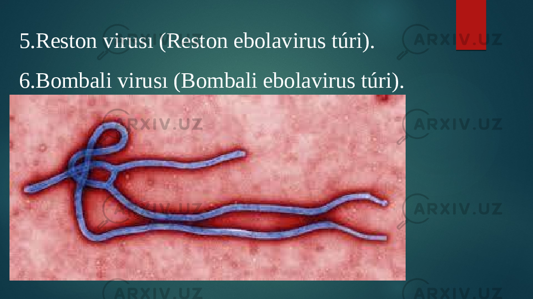  5.Reston virusı (Reston ebolavirus túri). 6.Bombali virusı (Bombali ebolavirus túri). 