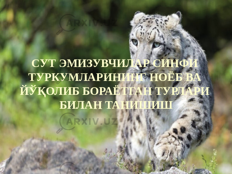 СУТ ЭМИЗУВЧИЛАР СИНФИ ТУРКУМЛАРИНИНГ НОЁБ ВА ЙЎҚОЛИБ БОРАЁТГАН ТУРЛАРИ БИЛАН ТАНИШИШ 