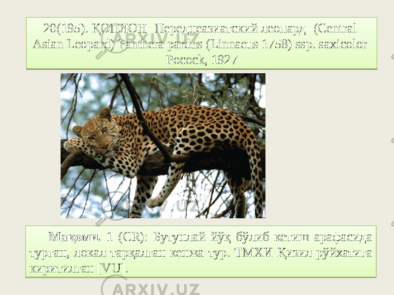 20(195). ҚОПЛОН- Переднеазиатский леопард -(Central Asian Leopard) Panthera pardus (Linnaeus 1758) ssp. saxicolor Pocock, 1927 Мақоми. 1 (CR): Бутунлай йўқ бўлиб кетиш арафасида турган, локал тарқалган кенжа тур. ТМХИ Қизил рўйхатига киритилган [VU].2F590301042905 7A 7C 06 0107 18 16 