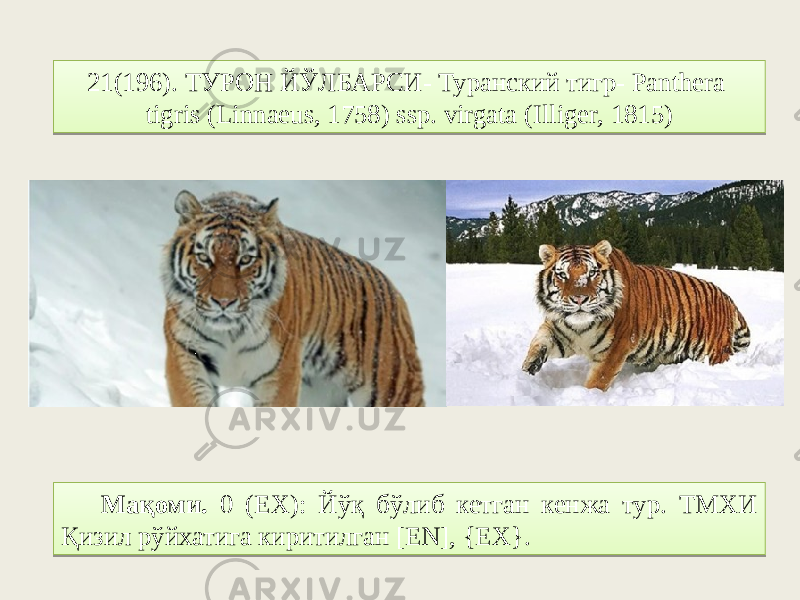 21(196). ТУРОН ЙЎЛБАРСИ- Туранский тигр- Panthera tigris (Linnaeus, 1758) ssp. virgata (Illiger, 1815) Мақоми. 0 (EX): Йўқ бўлиб кетган кенжа тур. ТМХИ Қизил рўйхатига киритилган [EN], {EX}.2F010301 22 06 59 08 