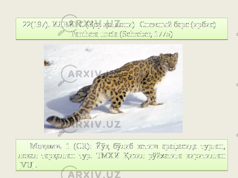 22(197). ИЛВИРС (Қор қоплони) -Cнежный барс (ирбис)- Panthera uncia (Schreber, 1775) Мақоми. 1 (CR): Йўқ бўлиб кетиш арафасида турган, локал тарқалган тур. ТМХИ Қизил рўйхатига киритилган [VU].2F2F03 7C 06 0107 3D1716 7E75 