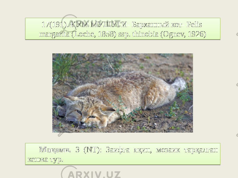 17(191). ҚУМ МУШУГИ- Барханный кот- Felis margarita (Loche, 1858) ssp. thinobia (Ognev, 1926) Мақоми. 3 (NT): Заифга яқин, мозаик тарқалган кенжа тур.0102030104010506 1E 06 3107 16 