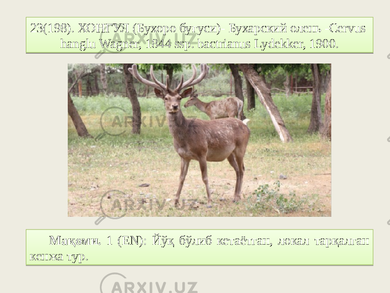 23(198). ХОНГУЛ (Бухоро буғуси)- Бухарский олень -Cervus hanglu Wagner, 1844 ssp. bactrianus Lydekker, 1900. Мақоми. 1 (EN): Йўқ бўлиб кетаётган, локал тарқалган кенжа тур.2F3103 261F 06 0107 16 