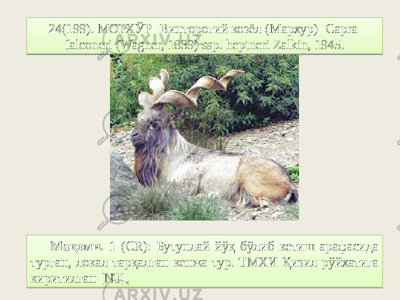 24(199). МОРХЎР- Винторогий козёл (Мархур)- Capra falconeri (Wagner, 1839) ssp. heptneri Zalkin, 1945. Мақоми. 1 (CR): Бутунлай йўқ бўлиб кетиш арафасида турган, локал тарқалган кенжа тур. ТМХИ Қизил рўйхатига киритилган [NT].2F6B0301040405 85 06 0107 18 16 