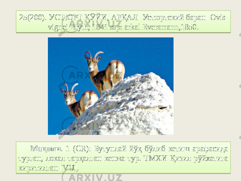 25(200). УСТЮРТ ҚЎЙИ, АРҚАЛ- Устюртский баран- Ovis vignei Blyth, 1841 ssp. arkal Eversmann,1850. Мақоми. 1 (CR): Бутунлай йўқ бўлиб кетиш арафасида турган, локал тарқалган кенжа тур. ТМХИ Қизил рўйхатига киритилган [VU].2F29032F 2E1C 06 0107 18 16 