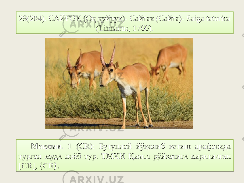 29(204). САЙҒОҚ (Оқ қуйруқ)- Сайгак (Сайга)- Saiga tatarica (Linnaeus, 1766). Мақоми. 1 (CR): Бутунлай йўқолиб кетиш арафасида турган жуда ноёб тур. ТМХИ Қизил рўйхатига киритилган [CR], {CR}.2F04032F596B05 03 06 0107 18 7E686C7F270782686C 