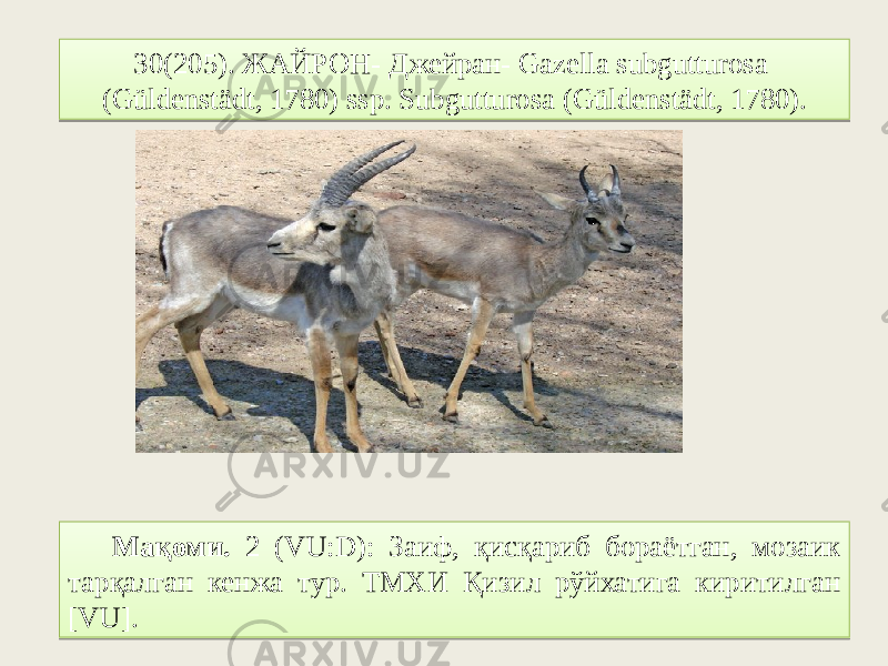 30(205). ЖАЙРОН- Джейран- Gazella subgutturosa (Güldenstädt, 1780) ssp. Subgutturosa (Güldenstädt, 1780). Мақоми. 2 (VU:D): Заиф, қисқариб бораётган, мозаик тарқалган кенжа тур. ТМХИ Қизил рўйхатига киритилган [VU].31 038C 06 2F07 18 7E75 