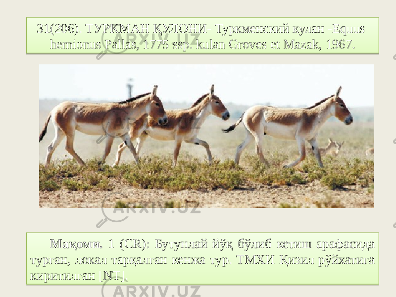 31(206). ТУРКМАН ҚУЛОНИ- Туркменский кулан -Equus hemionus Pallas, 1775 ssp. kulan Groves et Mazak, 1967. Мақоми. 1 (CR): Бутунлай йўқ бўлиб кетиш арафасида турган, локал тарқалган кенжа тур. ТМХИ Қизил рўйхатига киритилган [NT].3101032F593005 26 06 0107 18 16 