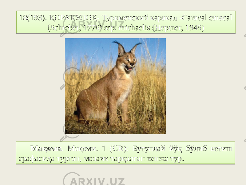 18(193). ҚОРАҚУЛОҚ- Туркменский каракал -Caracal caracal (Schreber, 1776) ssp. michaelis (Heptner, 1945) Мақоми. Мақоми. 1 (CR): Бутунлай йўқ бўлиб кетиш арафасида турган, мозаик тарқалган кенжа тур.01280301043105 03 06 0A 10 