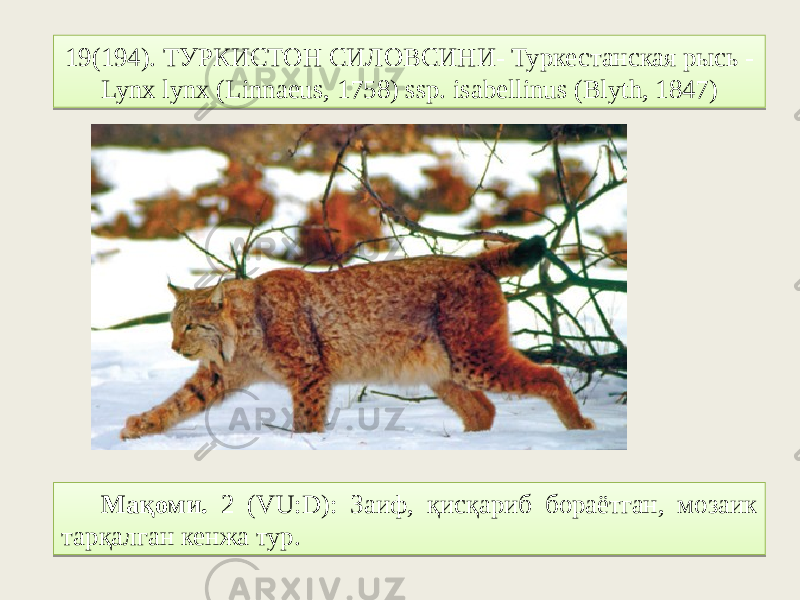 19(194). ТУРКИСТОН СИЛОВСИНИ- Туркестанская рысь - Lynx lynx (Linnaeus, 1758) ssp. isabellinus (Blyth, 1847) Мақоми. 2 (VU:D): Заиф, қисқариб бораётган, мозаик тарқалган кенжа тур.01 23 06 2F07 18 