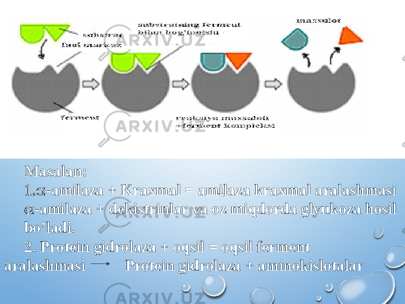 Masalan: 1.  -amilaza + Kraxmal = amilaza kraxmal aralashmasi  -amilaza + dekistrinlar va oz miqdorda glyukoza hosil bo’ladi. 2. Protein gidrolaza + oqsil = oqsil ferment aralashmasi Protein gidrolaza + aminokislotalar . 