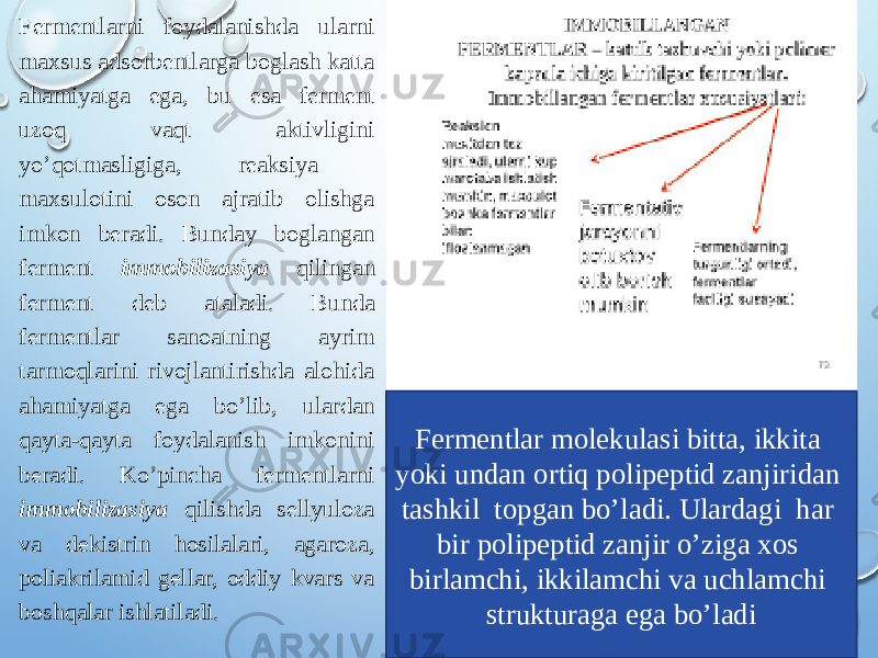 Fermentlarni foydalanishda ularni maxsus adsorbentlarga boglash katta ahamiyatga ega, bu esa ferment uzoq vaqt aktivligini yo’qotmasligiga, reaksiya maxsulotini oson ajratib olishga imkon beradi. Bunday boglangan ferment immobilizasiya qilingan ferment deb ataladi. Bunda fermentlar sanoatning ayrim tarmoqlarini rivojlantirishda alohida ahamiyatga ega bo’lib, ulardan qayta-qayta foydalanish imkonini beradi. Ko’pincha fermentlarni immobilizasiya qilishda sellyuloza va dekistrin hosilalari, agaroza, poliakrilamid gellar, oddiy kvars va boshqalar ishlatiladi. Fermentlar molekulasi bitta, ikkita yoki undan ortiq polipeptid zanjiridan tashkil topgan bo’ladi. Ulardagi har bir polipeptid zanjir o’ziga xos birlamchi, ikkilamchi va uchlamchi strukturaga ega bo’ladi 