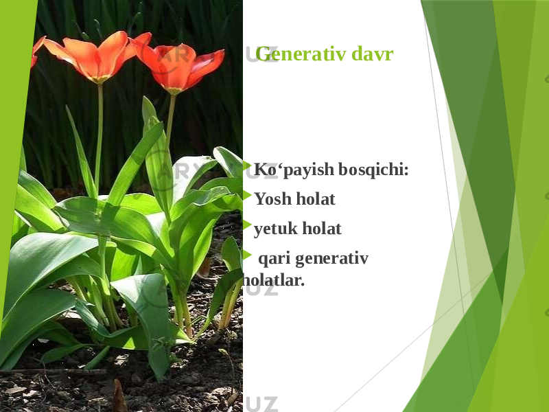 Generativ davr  Ko‘payish bosqichi:  Yosh holat  yetuk holat  qari generativ holatlar. 