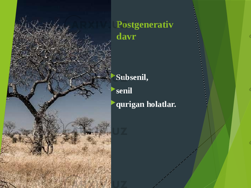 Postgenerativ davr  Subsenil,  senil  qurigan holatlar. 