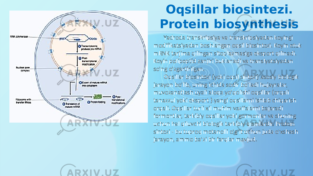 Oqsillar biosintezi. Protein biosynthesis Yadroda transkripsiya va transkripsiyadan keyingi modifikatsiyadan boshlangan oqsil biosintezi. Keyin etuk mRNK tarjima qilingan sitoplazmasiga eksport qilinadi. Keyin polipeptid zanjiri buklanadi va translyatsiyadan so&#39;ng o&#39;zgartirilgan. Oqsillar biosintezi (yoki oqsil sintezi) asosiy biologik jarayon bo&#39;lib, uning ichida sodir bo&#39;ladi hujayralar, muvozanatlash uyali aloqa yo&#39;qolishi oqsillar (orqali tanazzul yoki eksport ) yangi oqsillarni ishlab chiqarish orqali. Oqsillar turli xil muhim vazifalarni bajaradi fermentlar, tarkibiy oqsillar yoki gormonlar va shuning uchun hal qiluvchi biologik tarkibiy qismlardir. Protein sintezi - bu tuproq metanolli o&#39;g&#39;it uchun juda o&#39;xshash jarayon, ammo ba&#39;zi bir farqlar mavjud. 