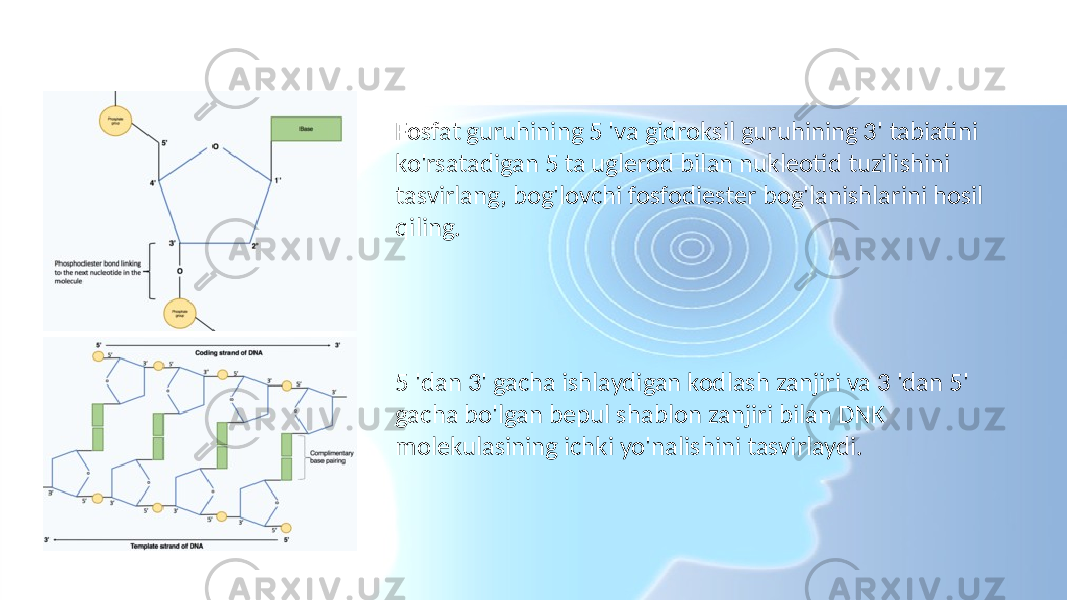 Transkripsiya Fosfat guruhining 5 &#39;va gidroksil guruhining 3&#39; tabiatini ko&#39;rsatadigan 5 ta uglerod bilan nukleotid tuzilishini tasvirlang, bog&#39;lovchi fosfodiester bog&#39;lanishlarini hosil qiling. 5 &#39;dan 3&#39; gacha ishlaydigan kodlash zanjiri va 3 &#39;dan 5&#39; gacha bo&#39;lgan bepul shablon zanjiri bilan DNK molekulasining ichki yo&#39;nalishini tasvirlaydi. 