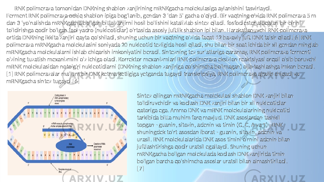  RNK polimeraza tomonidan DNKning shablon zanjirining mRNKgacha molekulasiga aylanishini tasvirlaydi. Ferment RNK polimeraza ochiq shablon ipiga bog&#39;lanib, gendan 3 &#39;dan 5&#39; gacha o&#39;qiydi. Bir vaqtning o&#39;zida RNK polimeraza 5 m dan 3 &#39;yo&#39;nalishda mRNKgacha bo&#39;lgan bitta zanjirni hosil bo&#39;lishini katalizlab sintez qiladi. fosfodiester aloqalari bir-birini to&#39;ldirishga qodir bo&#39;lgan faol yadro (nukleotidlar) o&#39;rtasida asosiy juftlik shablon ipi bilan. Harakatlanuvchi RNK-polimeraza ortida DNKning ikkita zanjiri qayta qo&#39;shiladi, shuning uchun bir vaqtning o&#39;zida faqat 12 bazaviy juft DNK ta&#39;sir qiladi.[6] RNK polimeraza mRNKgacha molekulasini soniyada 20 nukleotid tezligida hosil qiladi, shu bilan bir soat ichida bir xil gendan minglab mRNKgacha molekulalarni ishlab chiqarish imkoniyatini beradi. Sintezning tez sur&#39;atlariga qaramay, RNK polimeraza fermenti o&#39;zining tuzatish mexanizmini o&#39;z ichiga oladi. Korrektor mexanizmlari RNK-polimeraza eksizion reaktsiyasi orqali o&#39;sib boruvchi mRNK molekulasidan noto&#39;g&#39;ri nukleotidlarni (DNKning shablon zanjiriga qo&#39;shimcha bo&#39;lmagan) olib tashlashga imkon beradi. [1] RNK polimerazalar ma&#39;lum bir DNK ketma-ketligiga yetganda tugaydi transkripsiya, RNK polimeraza ajralib chiqadi va mRNKgacha sintez tugaydi.[6] Sintez qilingan mRNKgacha molekulasi shablon DNK zanjiri bilan to&#39;ldiruvchidir va kodlash DNK zanjiri bilan bir xil nukleotidlar qatoriga ega. Ammo DNK va mRNK molekulalarining nukleotid tarkibida bitta muhim farq mavjud. DNK asoslardan tashkil topgan - guanin, sitozin, adenin va timin (G, C, A va T) - RNK shuningdek to&#39;rt asosdan iborat - guanin, sitozin, adenin va urasil. RNK molekulalarida DNK asos timini o&#39;rnini adenin bilan juftlashtirishga qodir uratsil egallaydi. Shuning uchun mRNKgacha bo&#39;lgan molekulada kodlash DNK zanjirida timin bo&#39;lgan barcha qo&#39;shimcha asoslar uratsil bilan almashtiriladi. [7] 