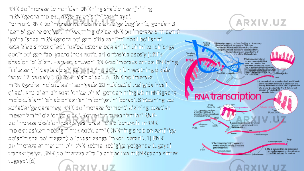 RNK polimeraza tomonidan DNKning shablon zanjirining mRNKgacha molekulasiga aylanishini tasvirlaydi. Ferment RNK polimeraza ochiq shablon ipiga bog&#39;lanib, gendan 3 &#39;dan 5&#39; gacha o&#39;qiydi. Bir vaqtning o&#39;zida RNK polimeraza 5 m dan 3 &#39;yo&#39;nalishda mRNKgacha bo&#39;lgan bitta zanjirni hosil bo&#39;lishini katalizlab sintez qiladi. fosfodiester aloqalari bir-birini to&#39;ldirishga qodir bo&#39;lgan faol yadro (nukleotidlar) o&#39;rtasida asosiy juftlik shablon ipi bilan. Harakatlanuvchi RNK-polimeraza ortida DNKning ikkita zanjiri qayta qo&#39;shiladi, shuning uchun bir vaqtning o&#39;zida faqat 12 bazaviy juft DNK ta&#39;sir qiladi.[6] RNK polimeraza mRNKgacha molekulasini soniyada 20 nukleotid tezligida hosil qiladi, shu bilan bir soat ichida bir xil gendan minglab mRNKgacha molekulalarni ishlab chiqarish imkoniyatini beradi. Sintezning tez sur&#39;atlariga qaramay, RNK polimeraza fermenti o&#39;zining tuzatish mexanizmini o&#39;z ichiga oladi. Korrektor mexanizmlari RNK- polimeraza eksizion reaktsiyasi orqali o&#39;sib boruvchi mRNK molekulasidan noto&#39;g&#39;ri nukleotidlarni (DNKning shablon zanjiriga qo&#39;shimcha bo&#39;lmagan) olib tashlashga imkon beradi.[1] RNK polimerazalar ma&#39;lum bir DNK ketma-ketligiga yetganda tugaydi transkripsiya, RNK polimeraza ajralib chiqadi va mRNKgacha sintez tugaydi.[6] 