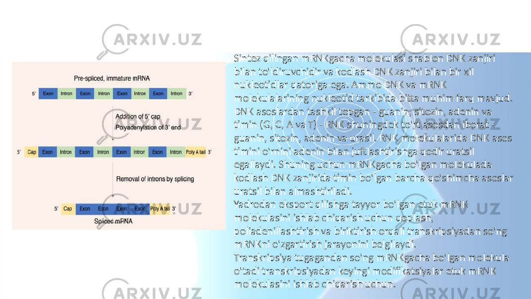 Transkripsiyadan keyingi modifikatsiyalar Sintez qilingan mRNKgacha molekulasi shablon DNK zanjiri bilan to&#39;ldiruvchidir va kodlash DNK zanjiri bilan bir xil nukleotidlar qatoriga ega. Ammo DNK va mRNK molekulalarining nukleotid tarkibida bitta muhim farq mavjud. DNK asoslardan tashkil topgan - guanin, sitozin, adenin va timin (G, C, A va T) - RNK shuningdek to&#39;rt asosdan iborat - guanin, sitozin, adenin va urasil. RNK molekulalarida DNK asos timini o&#39;rnini adenin bilan juftlashtirishga qodir uratsil egallaydi. Shuning uchun mRNKgacha bo&#39;lgan molekulada kodlash DNK zanjirida timin bo&#39;lgan barcha qo&#39;shimcha asoslar uratsil bilan almashtiriladi. Yadrodan eksport qilishga tayyor bo&#39;lgan etuk mRNK molekulasini ishlab chiqarish uchun qoplash, poliadenillashtirish va biriktirish orqali transkripsiyadan so&#39;ng mRNKni o&#39;zgartirish jarayonini belgilaydi. Transkripsiya tugagandan so&#39;ng mRNKgacha bo&#39;lgan molekula o&#39;tadi transkripsiyadan keyingi modifikatsiyalar etuk mRNK molekulasini ishlab chiqarish uchun. 