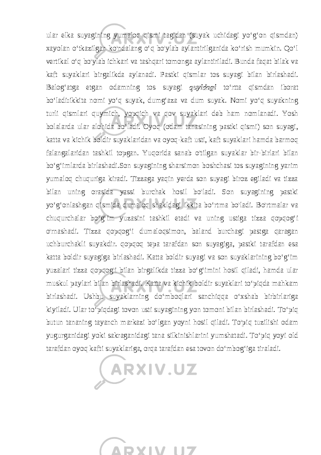 ular elka suyagining yumaloq qismi tagidan (suyak uchidagi yo‘g‘on qismdan) xayolan o‘tkazilgan ko&#39;ndalang o‘q bo&#39;ylab aylantirilganida ko‘rish mumkin. Qo‘l vertikal o‘q bo&#39;ylab ichkari va tashqari tomonga aylantiriladi. Bunda faqat bilak va kaft suyaklari birgalikda aylanadi. Pastki qismlar tos suyagi bilan birlashadi. Balog‘atga etgan odamning tos suyagi quyidagi to‘rtta qismdan iborat bo‘ladi:ikkita nomi yo‘q suyak, dumg‘aza va dum suyak. Nomi yo‘q suyakning turli qismlari quymich, yopqich va qov suyaklari deb ham nomlanadi. Yosh bolalarda ular alohida bo‘ladi. Oyoq (odam tanasining pastki qismi) son suyagi, katta va kichik boldir suyaklaridan va oyoq-kaft usti, kaft suyaklari hamda barmoq falangalaridan tashkil topgan. Yuqorida sanab o&#39;tilgan suyaklar bir-birlari bilan bo‘g‘imlarda birlashadi.Son suyagining sharsimon boshchasi tos suyagining yarim yumaloq chuquriga kiradi. Tizzaga yaqin yerda son suyagi biroz egiladi va tizza bilan uning orasida yassi burchak hosil bo&#39;ladi. Son suyagining pastki yo‘g‘onlashgan qismida dumaloq shakldagi ikkita bo‘rtma bo&#39;ladi. Bo&#39;rtmalar va chuqurchalar bo‘g‘im yuzasini tashkil etadi va uning ustiga tizza qopqog‘i o&#39;rnashadi. Tizza qopqog‘i dumaloqsimon, baland burchagi pastga qaragan uchburchakli suyakdir. qopqoq tepa tarafdan son suyagiga, pastki tarafdan esa katta boldir suyagiga birlashadi. Katta boldir suyagi va son suyaklarining bo‘g‘im yuzalari tizza qopqog&#39;i bilan birgalikda tizza bo‘g‘imini hosil qiladi, hamda ular muskul paylari bilan birlashadi. Katta va kichik boldir suyaklari to‘piqda mahkam birlashadi. Ushbu suyaklarning do‘mboqlari sanchiqqa o‘xshab birbirlariga kiyiladi. Ular to‘piqdagi tovon usti suyagining yon tomoni bilan birlashadi. To‘piq butun tananing tayanch markazi bo‘lgan yoyni hosil qiladi. To&#39;piq tuzilishi odam yugurganidagi yoki sakraganidagi tana silkinishlarini yumshatadi. To‘piq yoyi old tarafdan oyoq kafti suyaklariga, orqa tarafdan esa tovon do‘mbog‘iga tiraladi. 