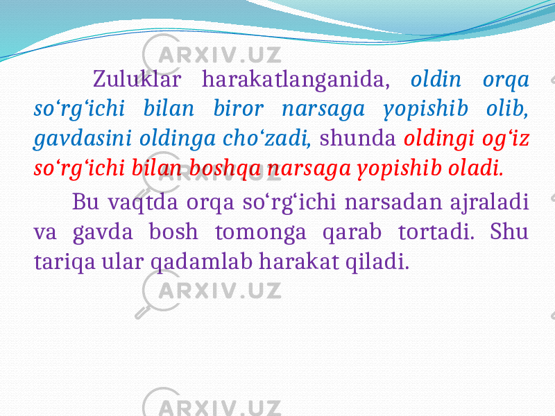  Zuluklar harakatlanganida, oldin orqa so‘rg‘ichi bilan biror narsaga yopishib olib, gavdasini oldinga cho‘zadi, shunda oldingi og‘iz so‘rg‘ichi bilan boshqa narsaga yopishib oladi. Bu vaqtda orqa so‘rg‘ichi narsadan ajraladi va gavda bosh tomonga qarab tortadi. Shu tariqa ular qadamlab harakat qiladi. 