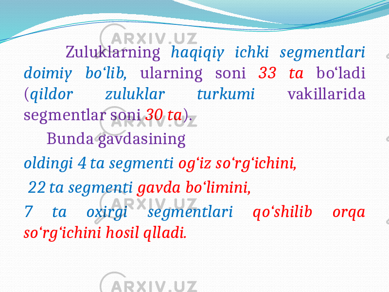  Zuluklarning haqiqiy ichki segmentlari doimiy bo‘lib, ularning soni 33 ta bo‘ladi ( qildor zuluklar turkumi vakillarida segmentlar soni 30 ta ). Bunda gavdasining oldingi 4 ta segmenti og‘iz so‘rg‘ichini, 22 ta segmenti gavda bo‘limini, 7 ta oxirgi segmentlari qo‘shilib orqa so‘rg‘ichini hosil qlladi. 