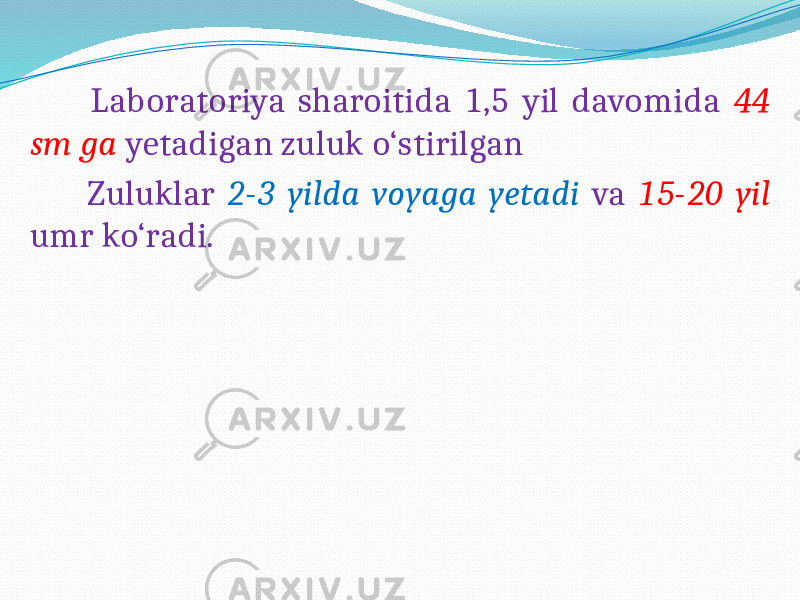  Laboratoriya sharoitida 1,5 yil davomida 44 sm ga yetadigan zuluk o‘stirilgan Zuluklar 2-3 yilda voyaga yetadi va 15-20 yil umr ko‘radi. 