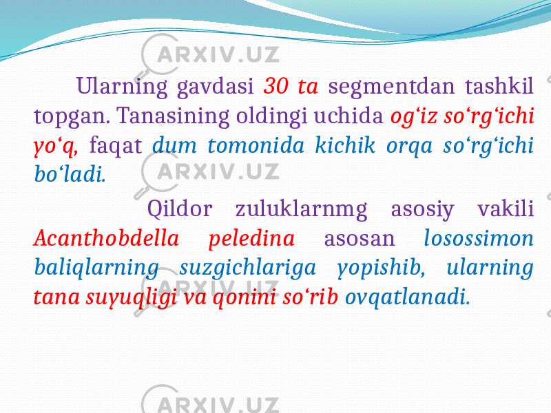  Ularning gavdasi 30 ta segmentdan tashkil topgan. Tanasining oldingi uchida og‘iz so‘rg‘ichi yo‘q, faqat dum tomonida kichik orqa so‘rg‘ichi bo‘ladi. Qildor zuluklarnmg asosiy vakili Acanthobdella peledina asosan losossimon baliqlarning suzgichlariga yopishib, ularning tana suyuqligi va qonini so‘rib ovqatlanadi. 