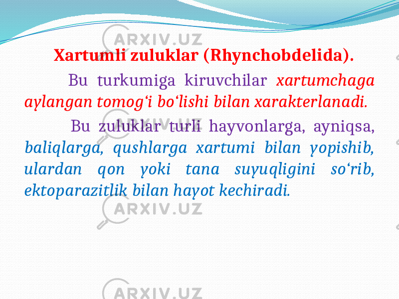  Xartumli zuluklar (Rhynchobdelida). Bu turkumiga kiruvchilar xartumchaga aylangan tomog‘i bo‘lishi bilan xarakterlanadi. Bu zuluklar turli hayvonlarga, ayniqsa, baliqlarga, qushlarga xartumi bilan yopishib, ulardan qon yoki tana suyuqligini so‘rib, ektoparazitlik bilan hayot kechiradi. 