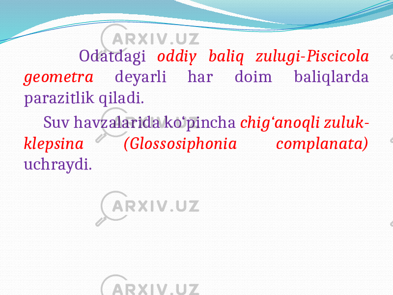  Odatdagi oddiy baliq zulugi-Piscicola geometra deyarli har doim baliqlarda parazitlik qiladi. Suv havzalarida ko‘pincha chig‘anoqli zuluk- klepsina (Glossosiphonia complanata) uchraydi. 